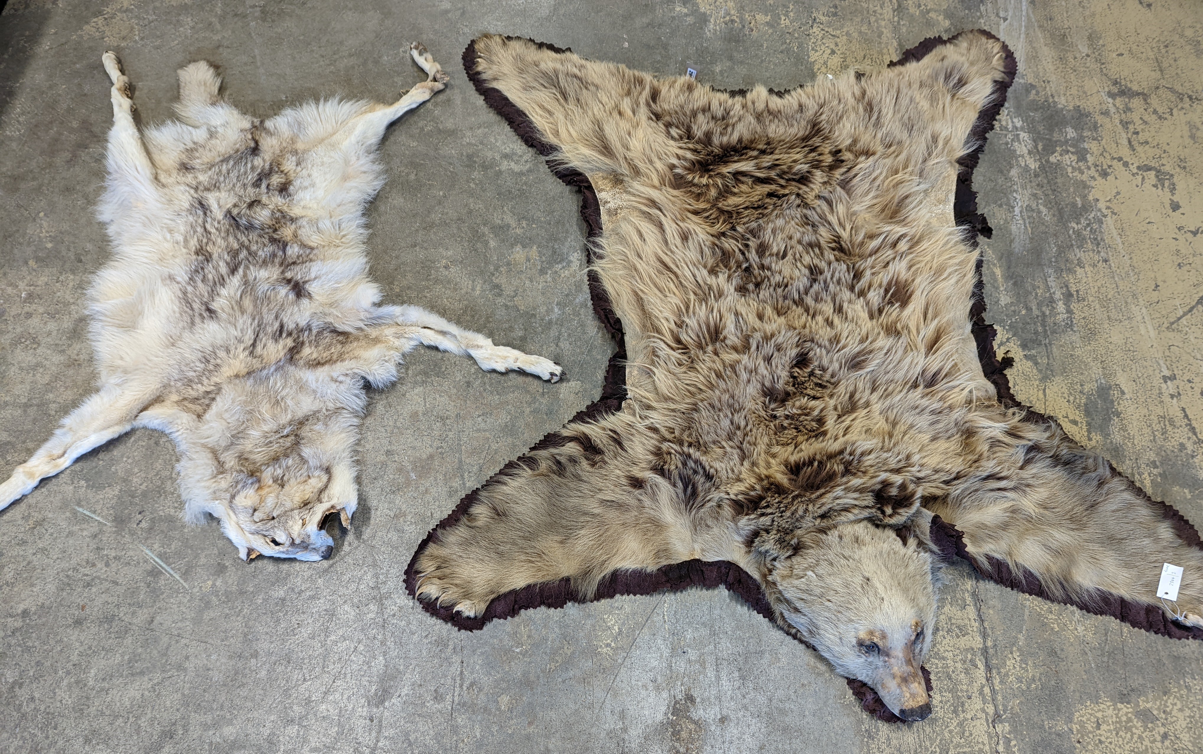 Taxidermy, a Brown Bear skin rug with head and stitched felt border, nose to tail 155cm together with a wolf skin